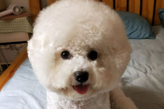 比熊能喝牛奶吗