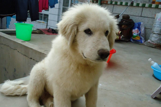 大白熊犬为什么禁养