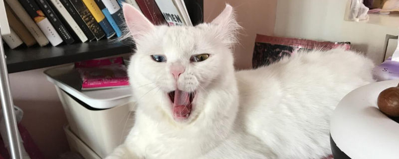 猫对主人哈气要打吗
