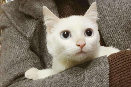 猫打什么疫苗