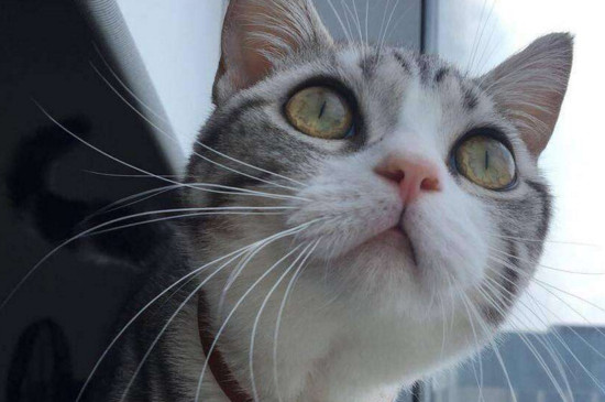 猫生小猫每只间隔多久