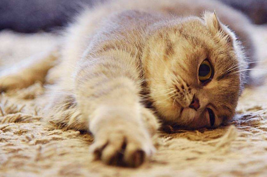 猫抓伤的正确处理