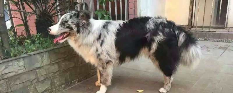 长毛狗狗品种