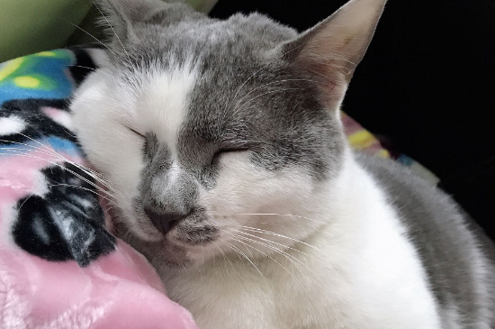 猫咪吃驱虫药注意事项