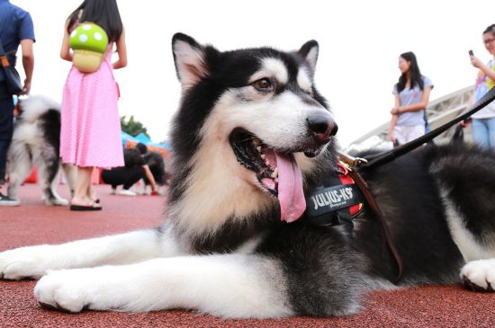 幼犬拉稀怎么办