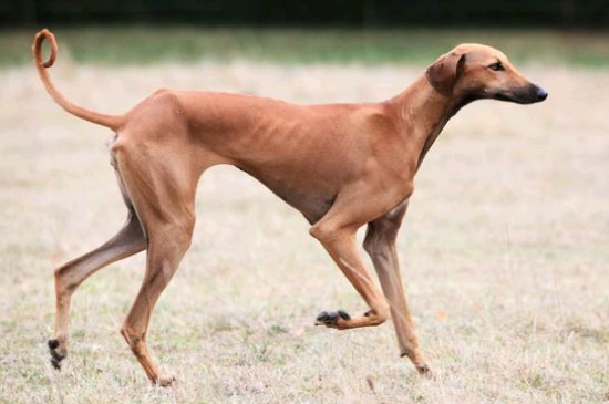 细犬怎么训练