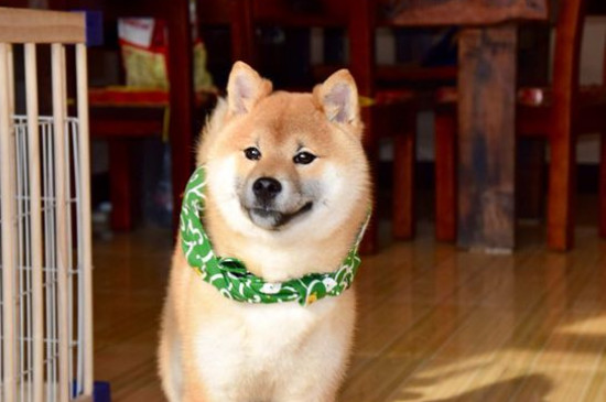 柴犬会笑吗