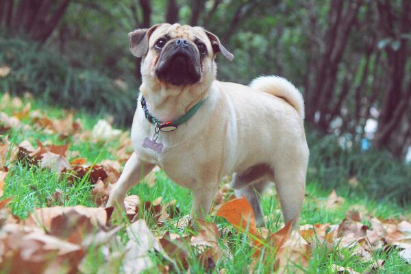 八哥犬价格不贵适合家养，对人忠诚脾气好