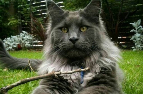 缅因猫多大开始换毛
