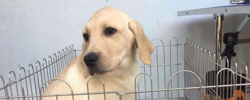 八联和狂犬能一起打吗