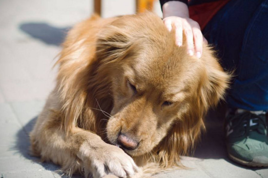 狂犬病潜伏期症状