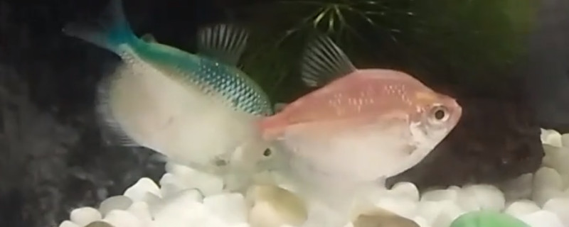 彩裙鱼老死怎么回事