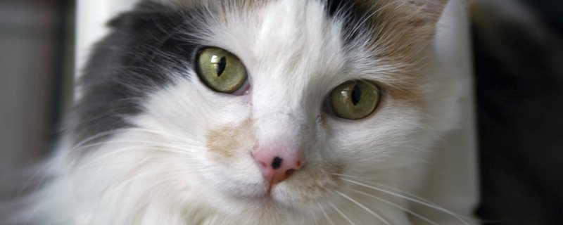 猫咪打喷嚏但是很活跃