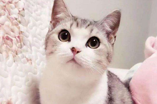 养美短猫的弊端
