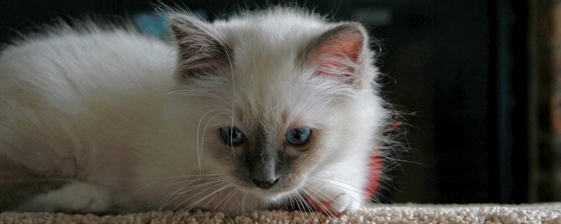 猫的脚垫有什么作用