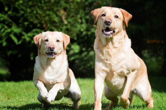 拉布拉多犬吃什么食物