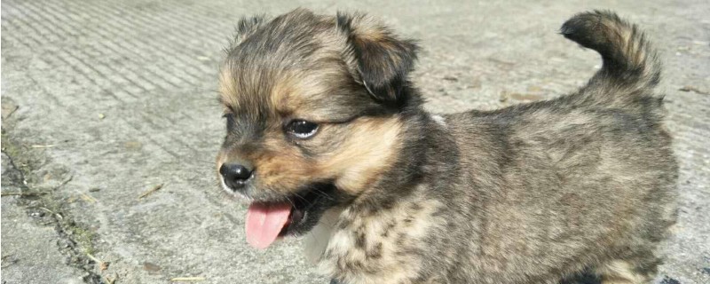 狗狗肚子很硬很胀