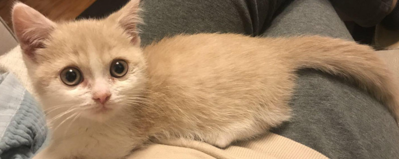 猫感冒打喷嚏吃什么药