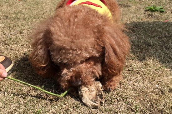 狗为什么喜欢吃骨头