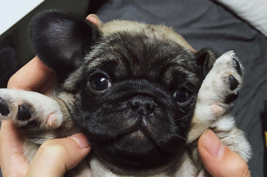 巴哥犬为什么身上很臭