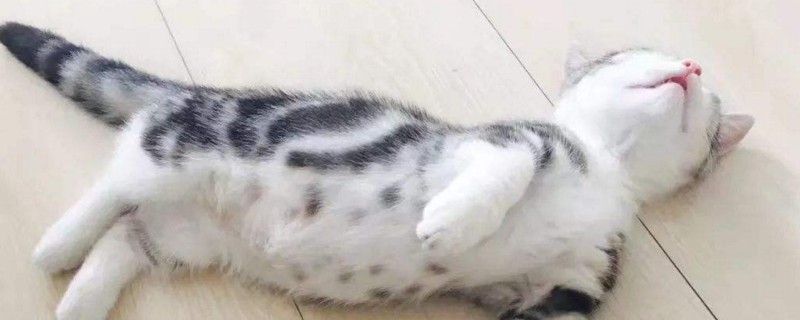 猫咪攻击主人怎么处理