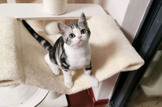猫的脚垫有什么作用