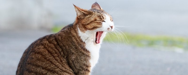 公猫开脚是什么意思