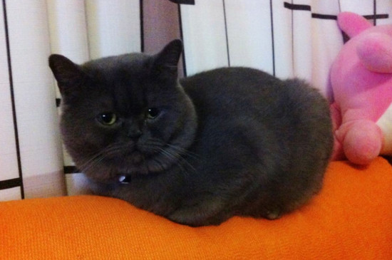 蓝猫多少天洗一次澡