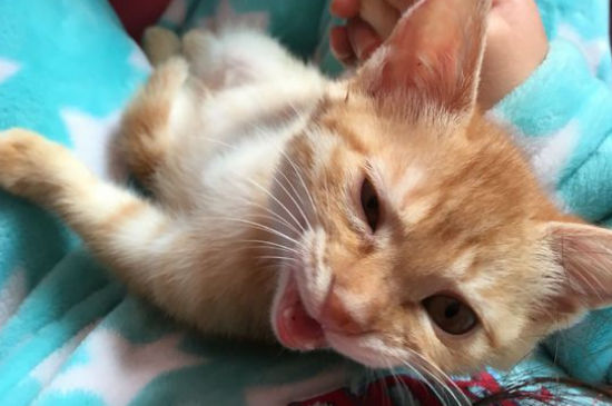 被没打疫苗的小猫抓伤