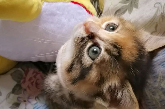 猫咪流口水滴水状