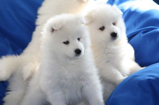 萨摩耶犬饲养方法，合理喂养并定期驱虫接种疫苗