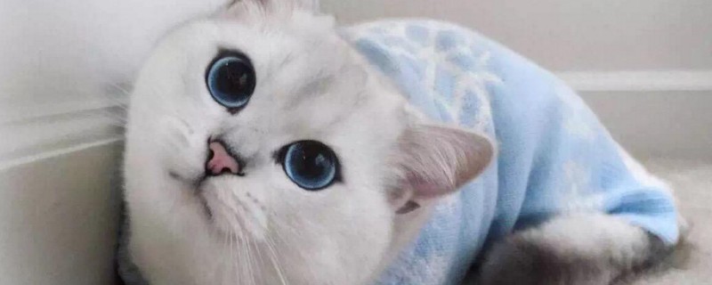 猫为什么喜欢趴鞋上