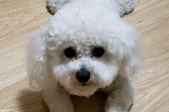 比熊可以吃饭吗
