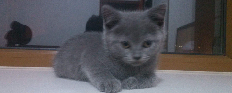 两个月的猫怎么训练啊，怎么让幼猫听话