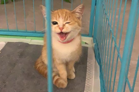 猫为什么不能随便送人