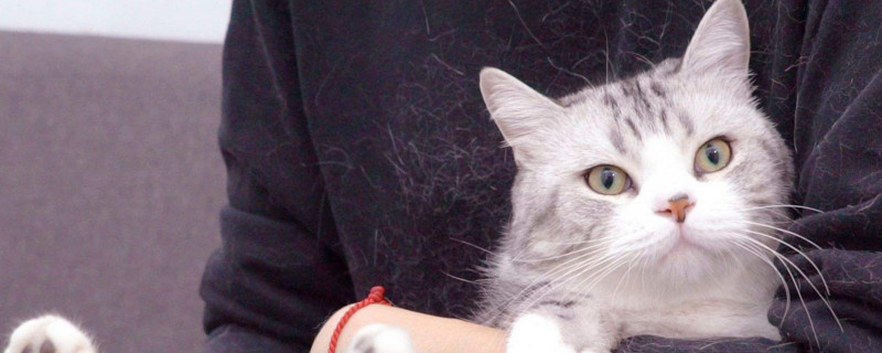 猫咬人下狠口怎么教育