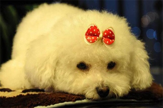 狗为什么不能吃花生