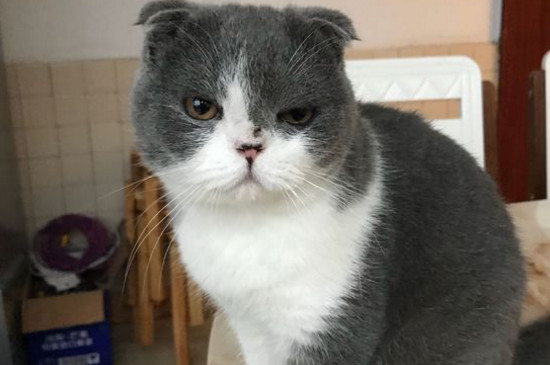 猫咪滴虫会自愈吗