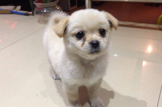 狗狗叛逆期是几个月