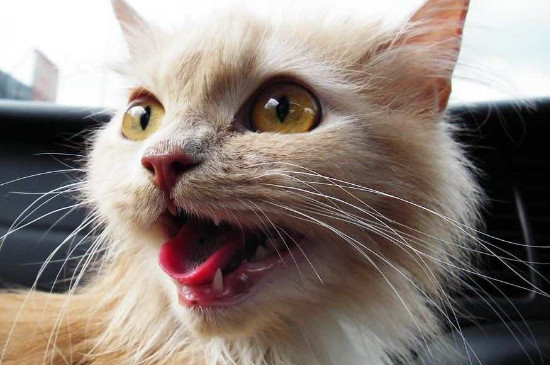 猫坐车一直张嘴喘气