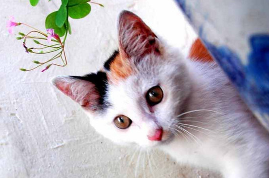 猫呼吸有呼噜声