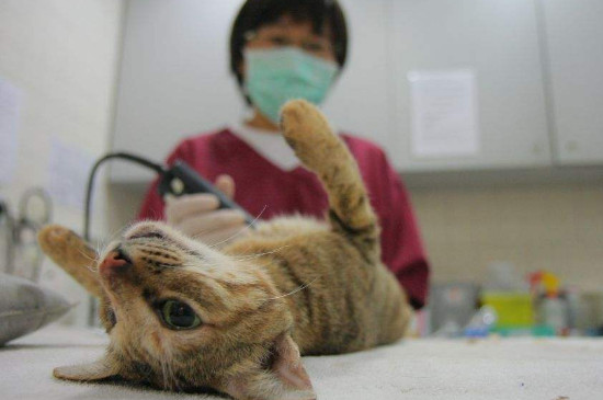母猫绝育脖套戴几天