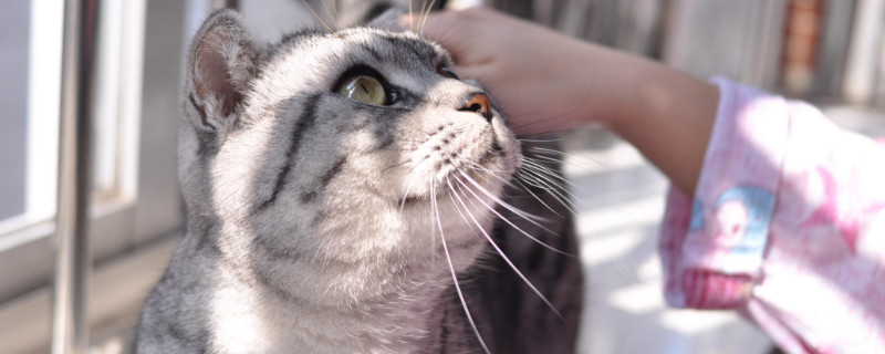 猫毛一小撮掉有痂皮