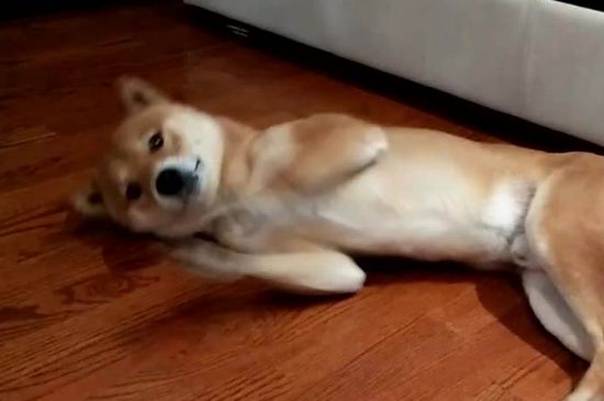 柴犬适合家庭养吗