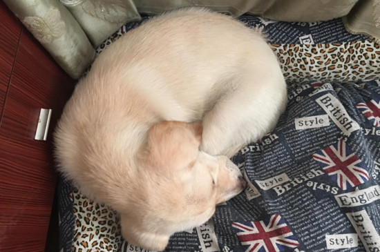 幼犬晚上不睡觉怎么办