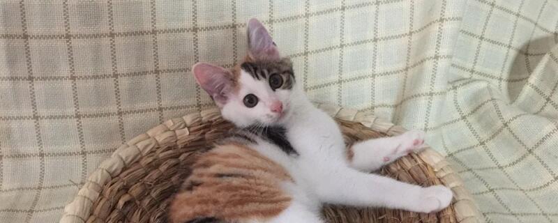 猫不亲近主人怎么办，如何向猫咪表达善意