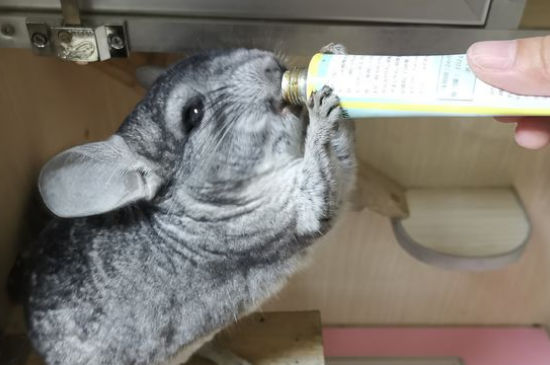 怎么让龙猫爱喝水