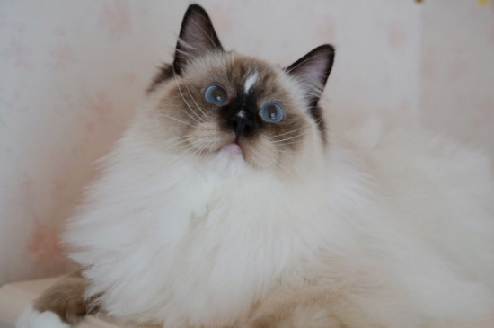 什么是流星布偶猫