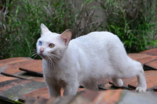 猫突然盯着你扑上来