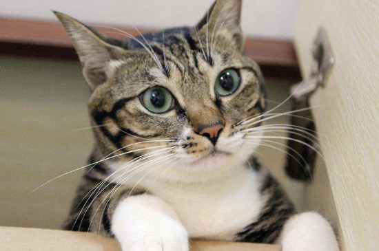 猫有口臭怎么办，猫咪口气臭怎么去除
